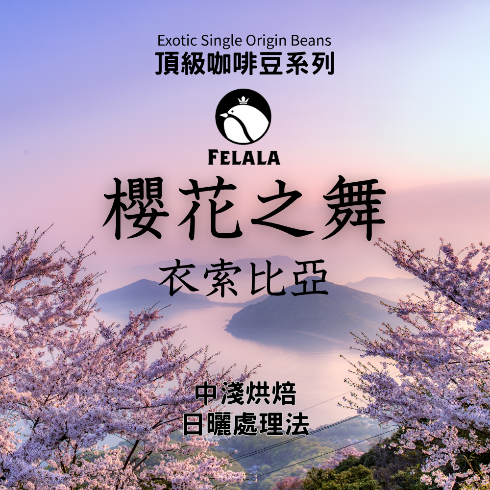 衣索比亞 櫻花之舞 中淺烘焙 頂級精品咖啡豆